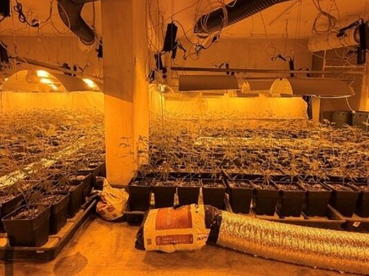 1.860 Stauden wurden entdeckt