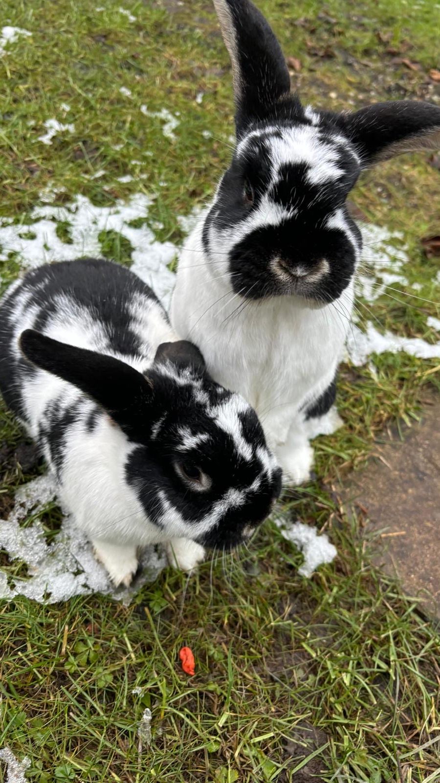 Kaninchen vermisst