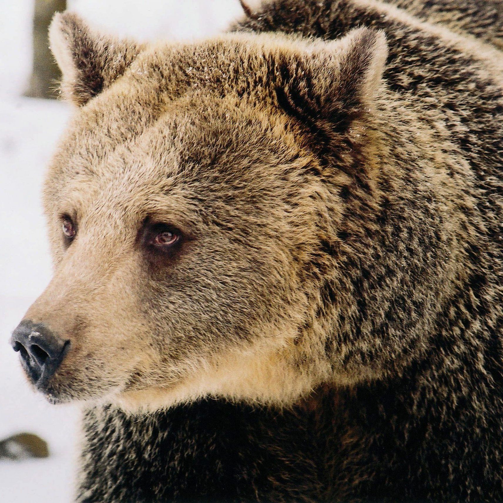 Bärin "Brumca" im Bärenwald Arbesbach im Waldviertel.