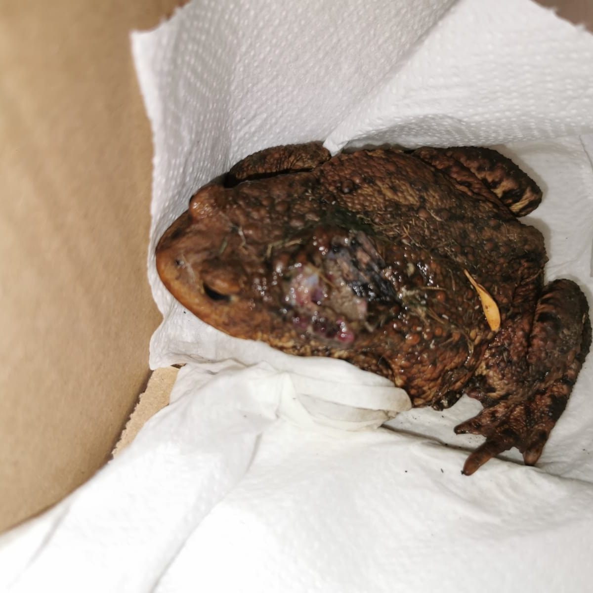 Die Erdkröte durfte das Tierparadies Schabenreith bereits wieder verlassen.