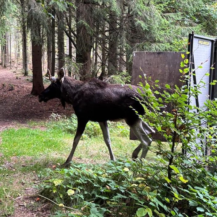 Elch "Emil" wurde in den Böhmerwald gebracht.