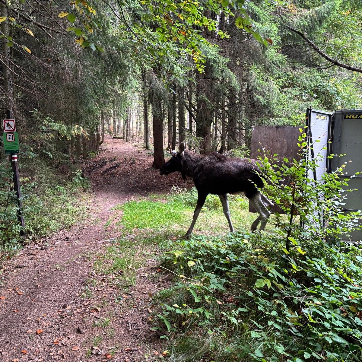 Elch "Emil" im Böhmerwald.