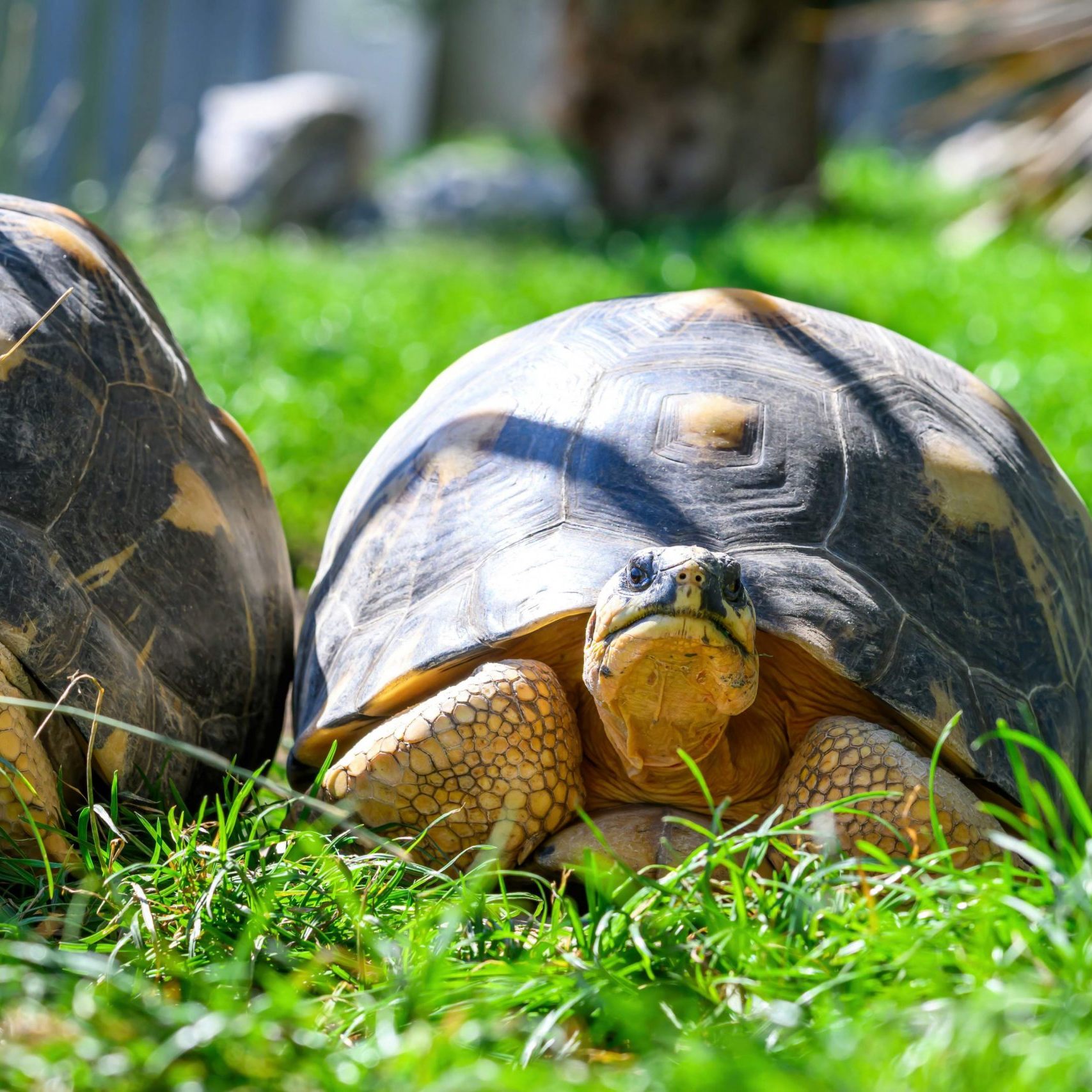 Neuer Lebensabschnitt für fünf Strahlenschildkröten in Wien.