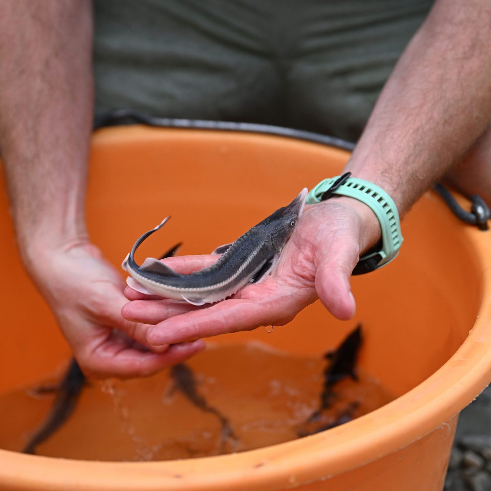 Die Auswilderung von Stören in der Donau bei Rossatz in Niederösterreich.