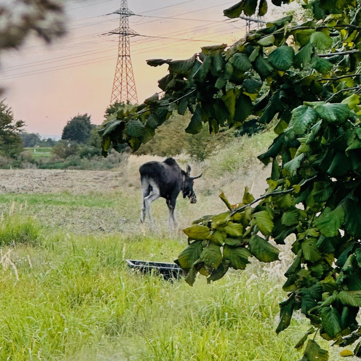 Elch "Emil" ist seit zweieinhalb Wochen "Wahl-Niederösterreicher".