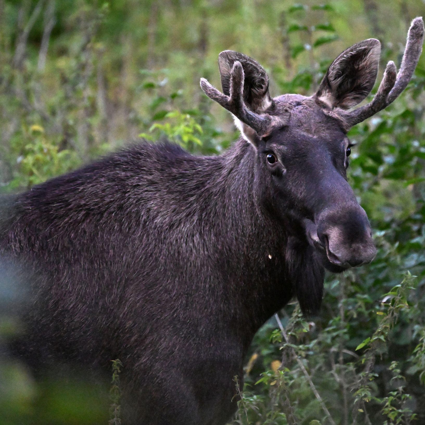 Wurde von Exekutive begleitet: Elch "Emil".