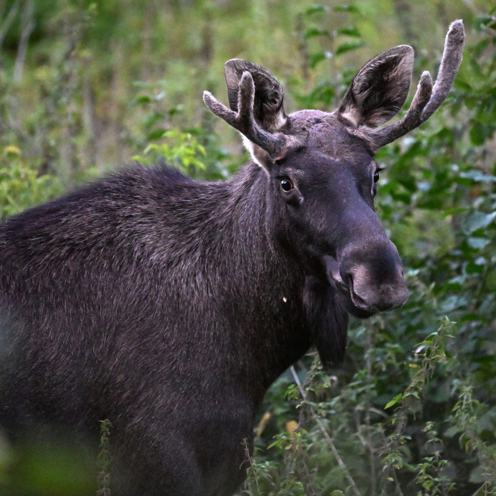 "Emil" wandert bereits fleißig im Nationalpark Šumava.