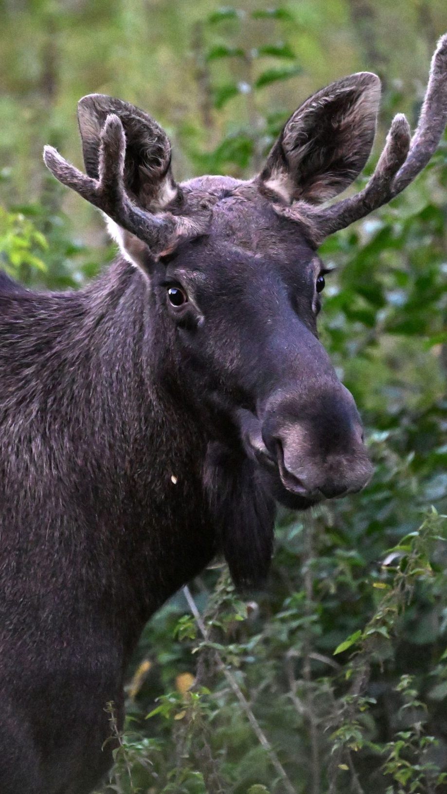 "Emil" wandert bereits fleißig im Nationalpark Šumava.