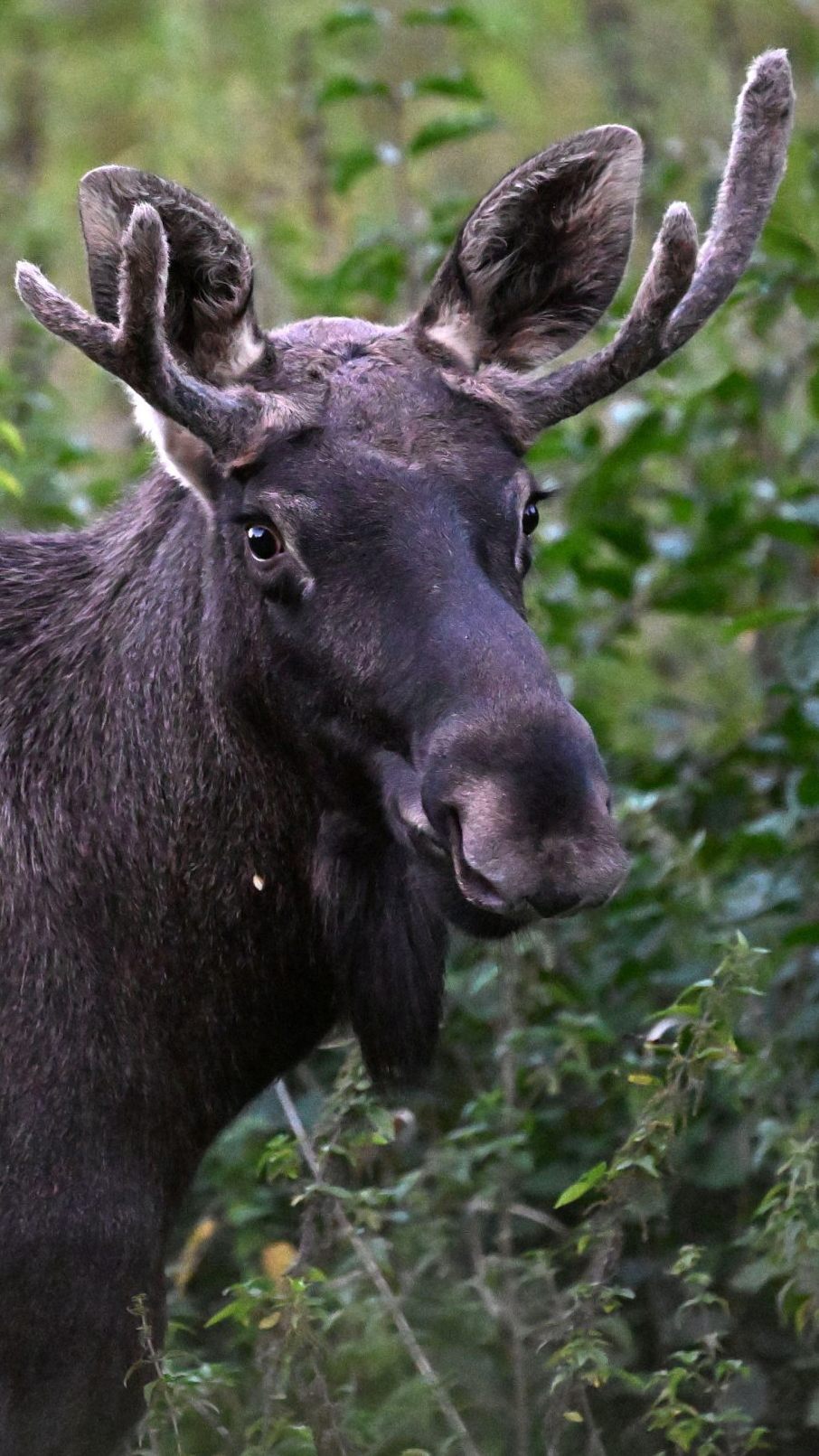 Elch "Emil" - hier in St. Pölten - kam nach Melk.
