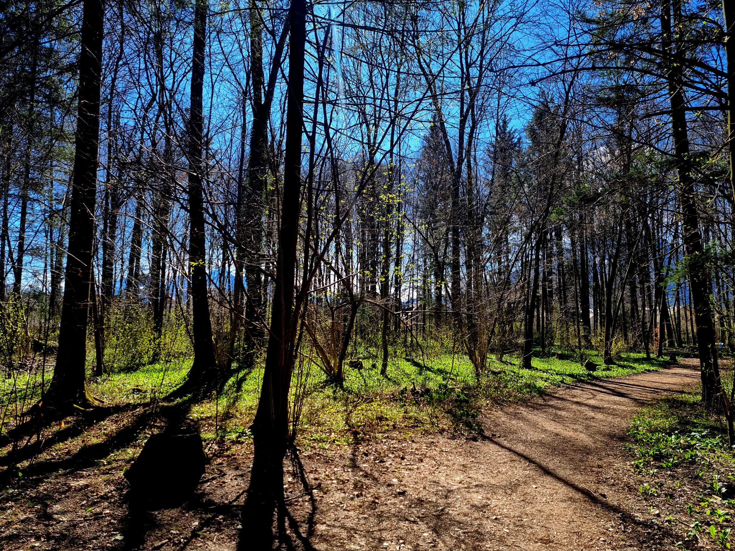 "Unser Ziel ist es, den Wald auf die nächsten 100 Jahre vorzubereiten", ließ Totschnig wissen. "Unser Ziel ist es, den Wald auf die nächsten 100 Jahre vorzubereiten", ließ Totschnig wissen.