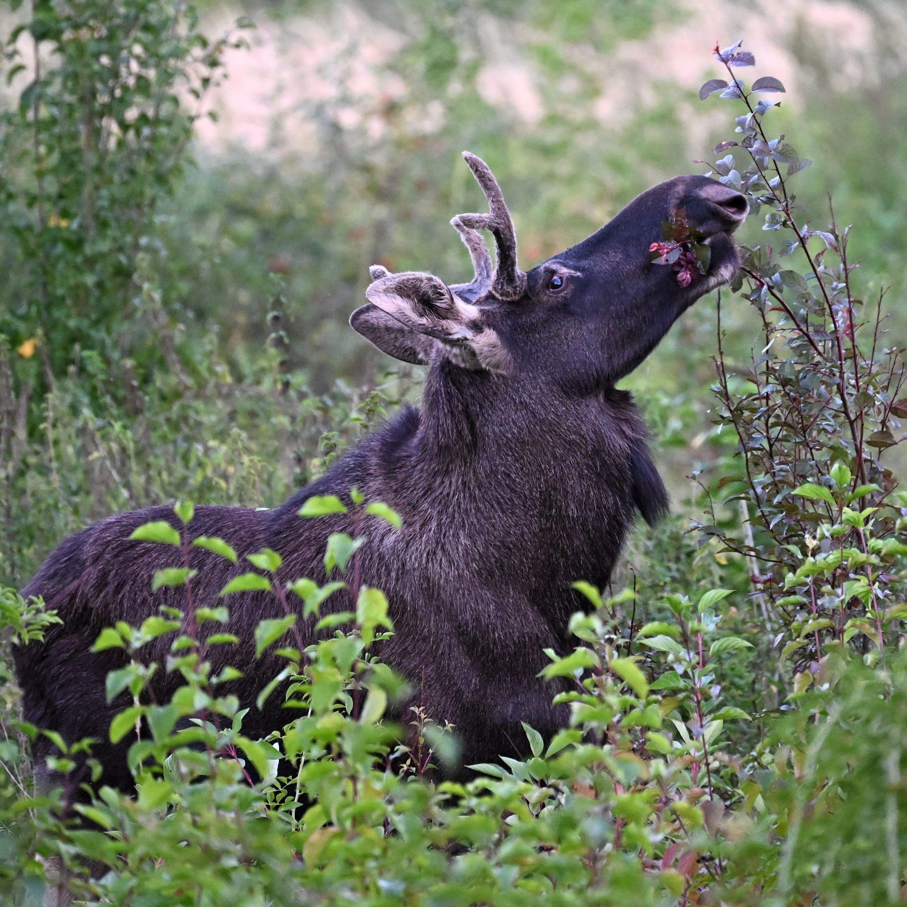 Elch "Emil" - hier in St. Pölten - lässt sich von der Donau nicht stoppen.