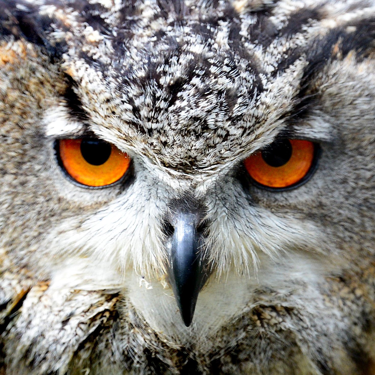 Die Feuerwehr rettete den festgesteckten Uhu aus einem Kamin.