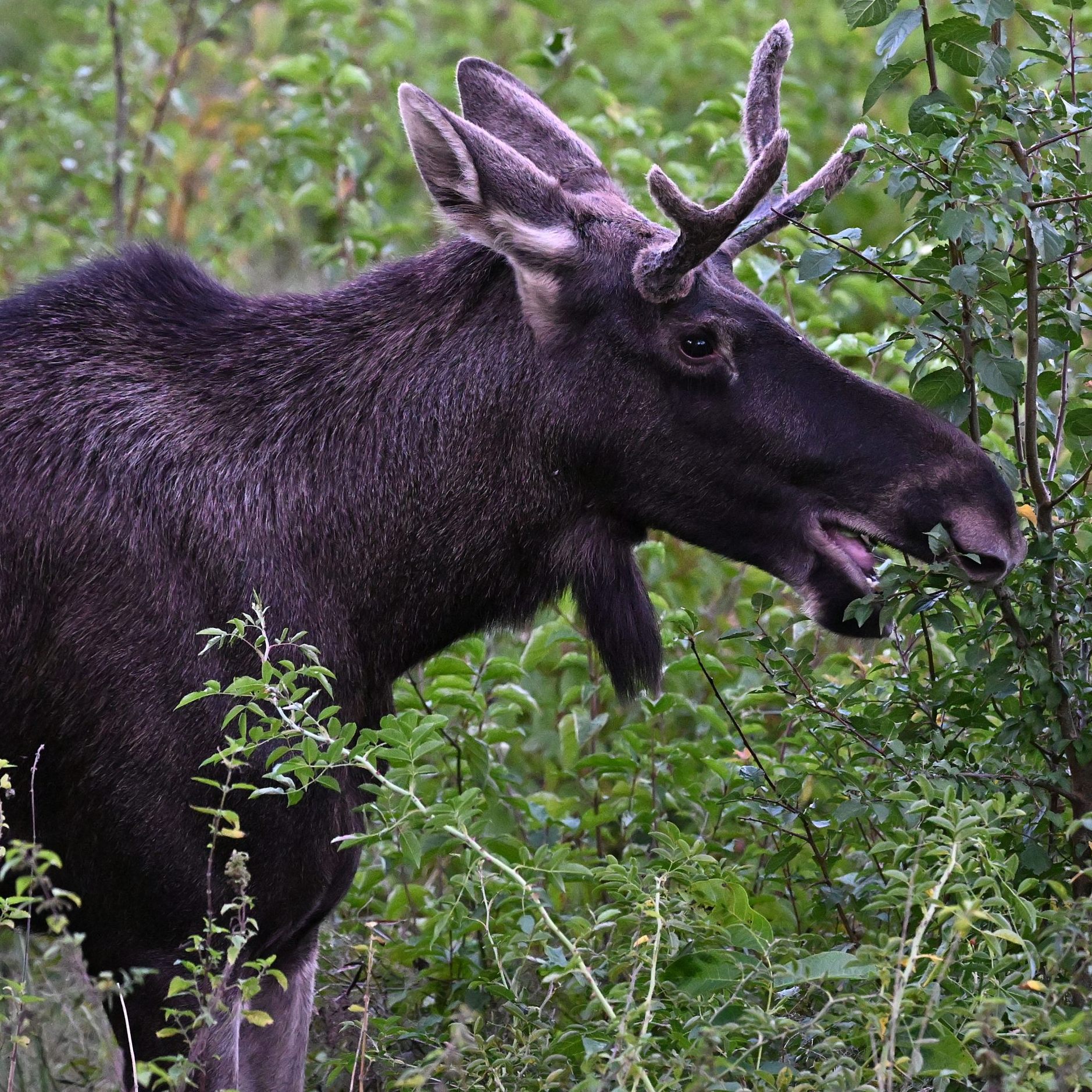 Elch "Emil" hat 10.000 Facebook-Fans.