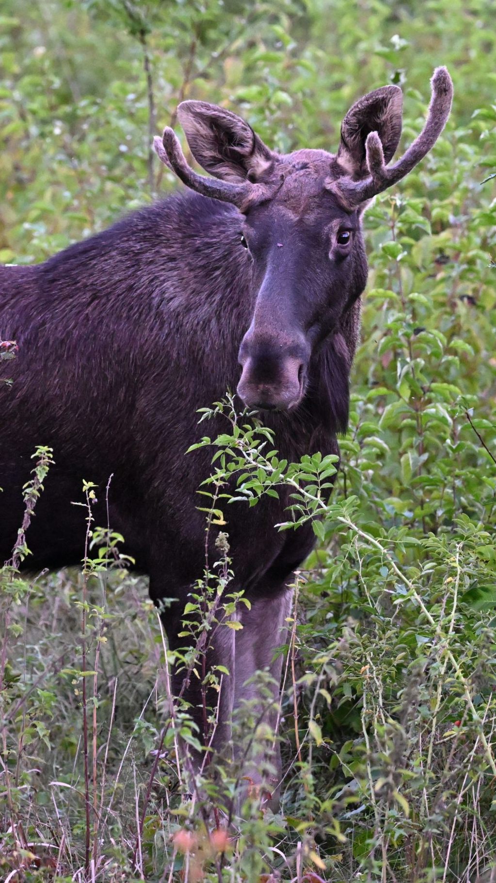 Kennt Niederösterreich bald wie seine Westentasche: Elch "Emil" - hier am 6. September in St. Pölten.