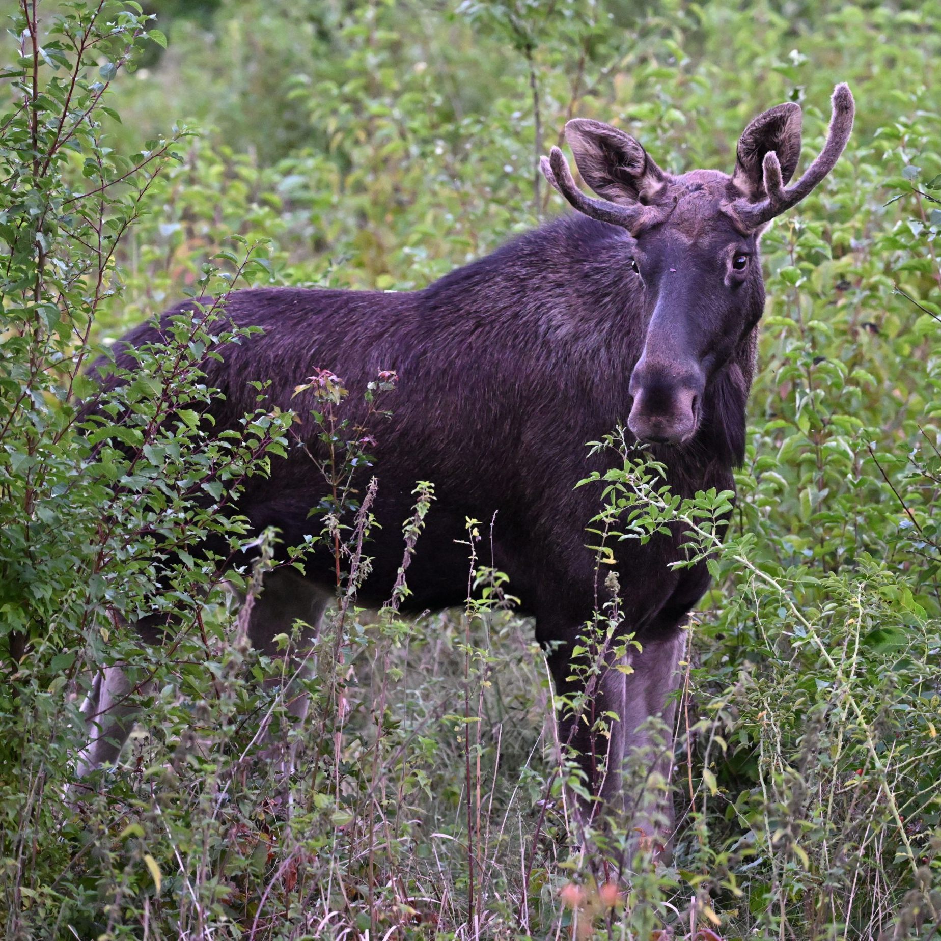 Emil soll betäubt und an der tschechischen Grenze ausgesetzt werden.