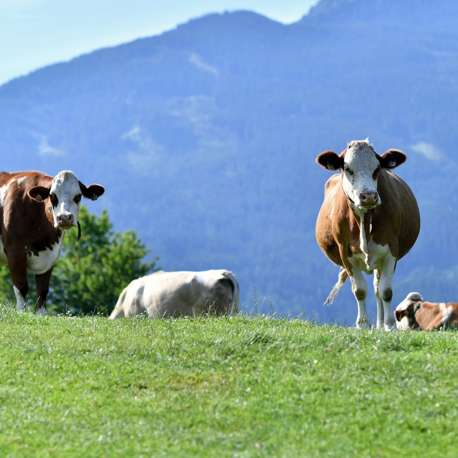 Kühe auf einer Wiese.