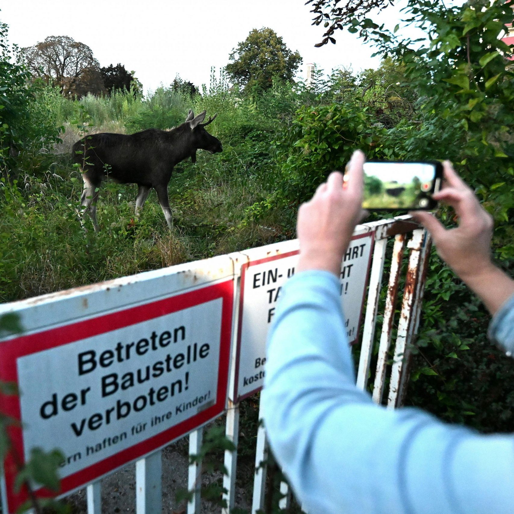 Emil zeigt, dass Naturschutz in Österreich funktioniert.