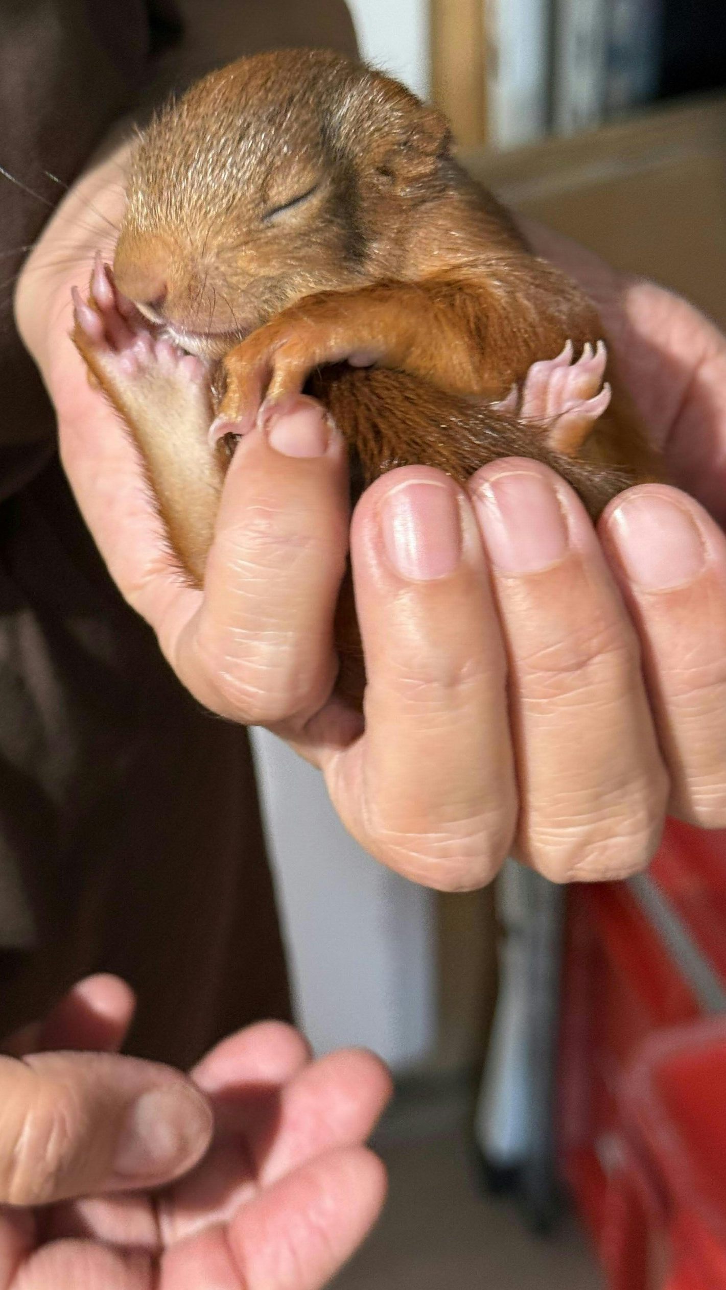 Das Eichhörnchen zog sich keine Knochenbrüche zu.