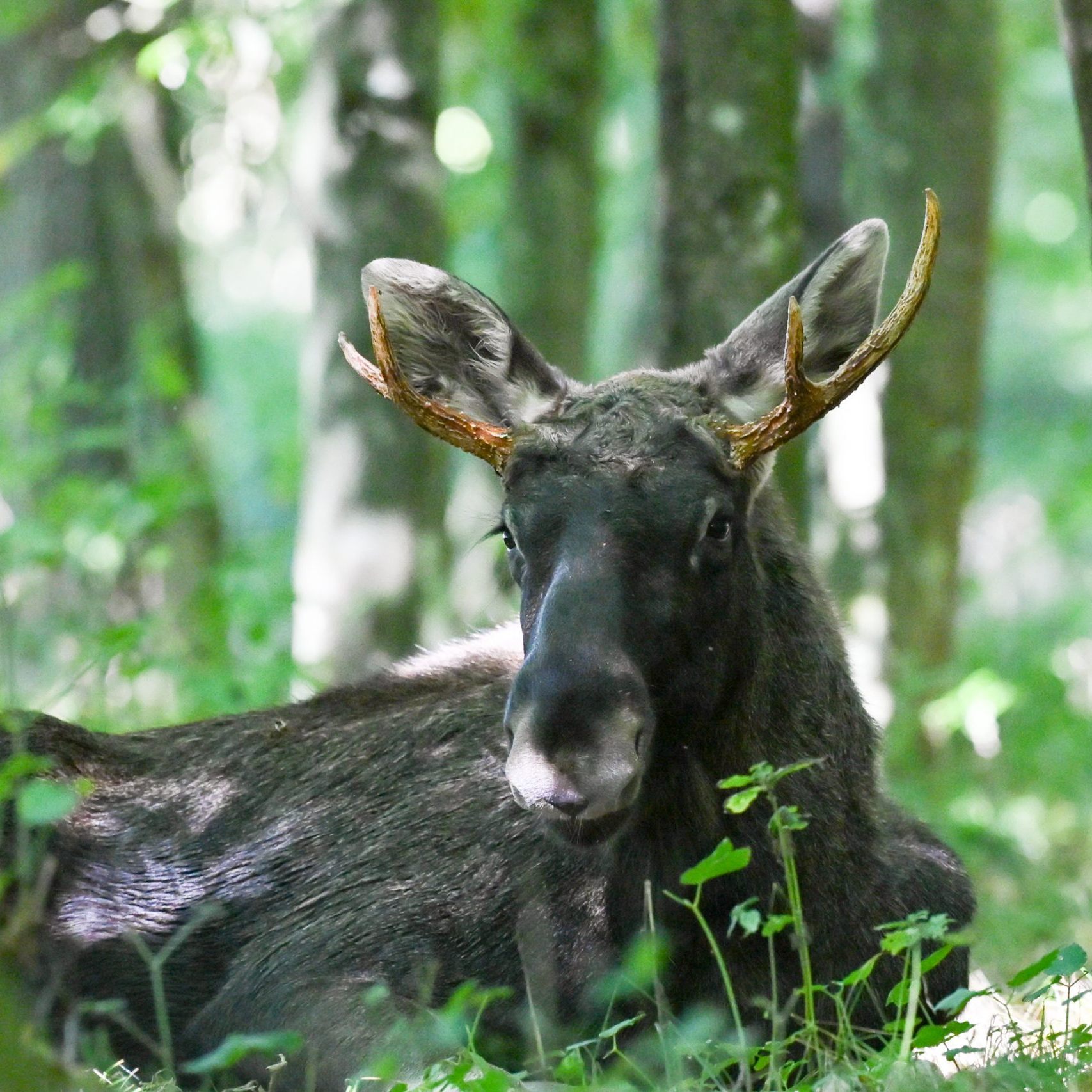 Elch "Emil" ist derzeit in Oberösterreich unterwegs.