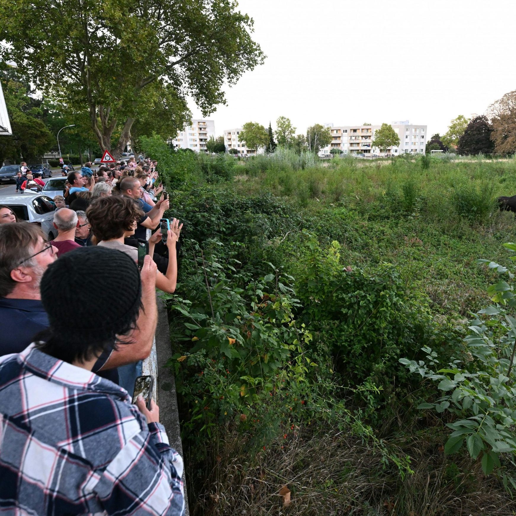 Niederösterreich ist seit vier Wochen "Elch-Land".