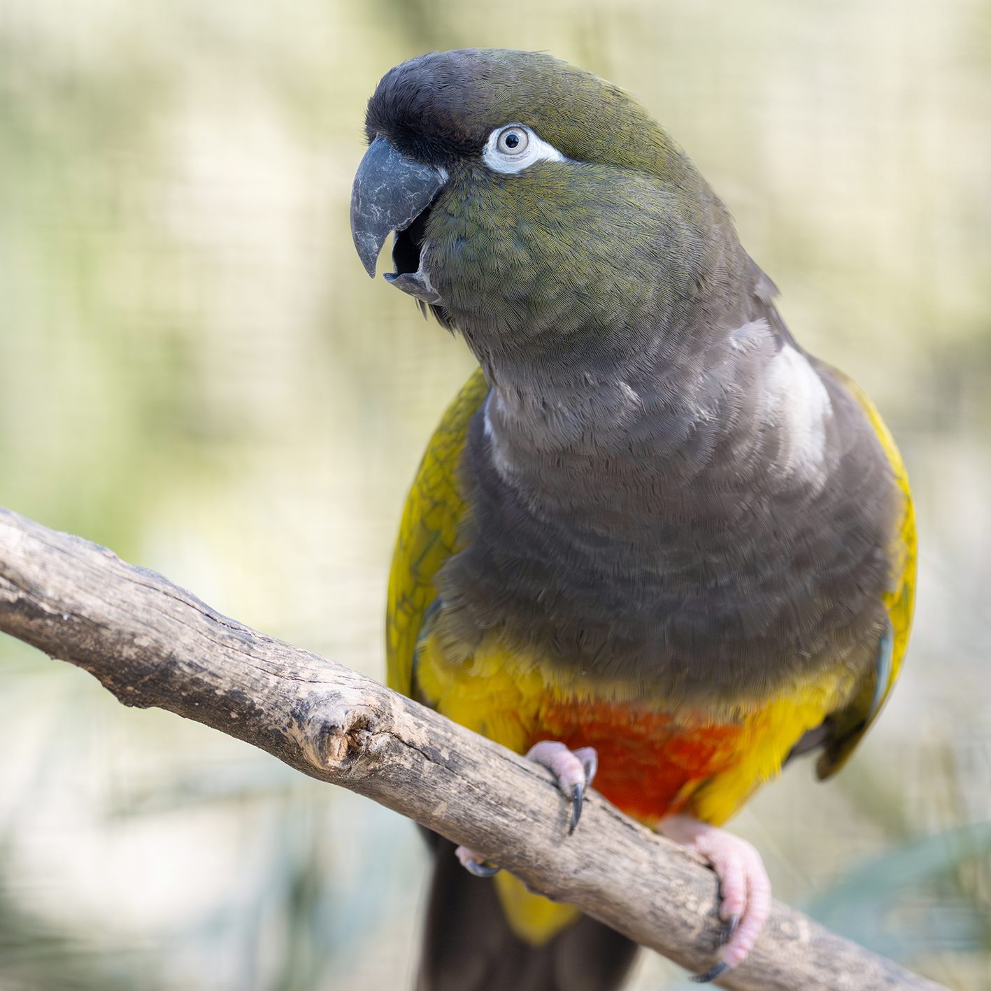 Baba, Tiergarten Schönbrunn: Felsensittiche übersiedelten.