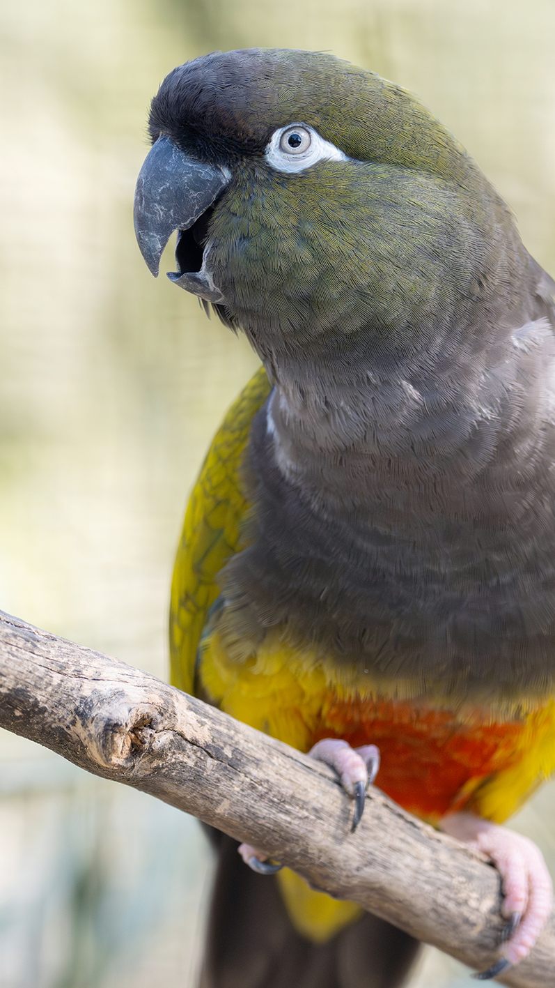 Baba, Tiergarten Schönbrunn: Felsensittiche übersiedelten.
