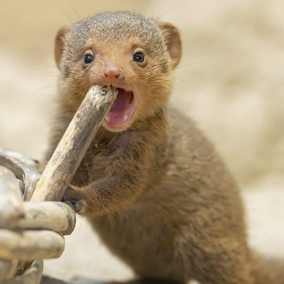Süßer Zuwachs im Tiergarten Schönbrunn.