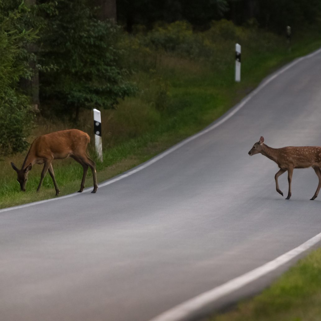 Herbstzeit ist Wildwechselzeit.