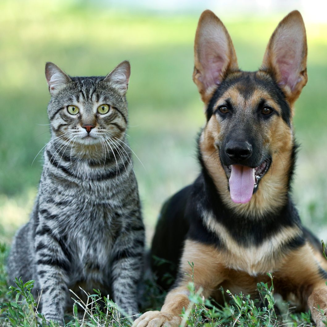 Die Zahl der Fundtiere in Wien ist stark gestiegen.