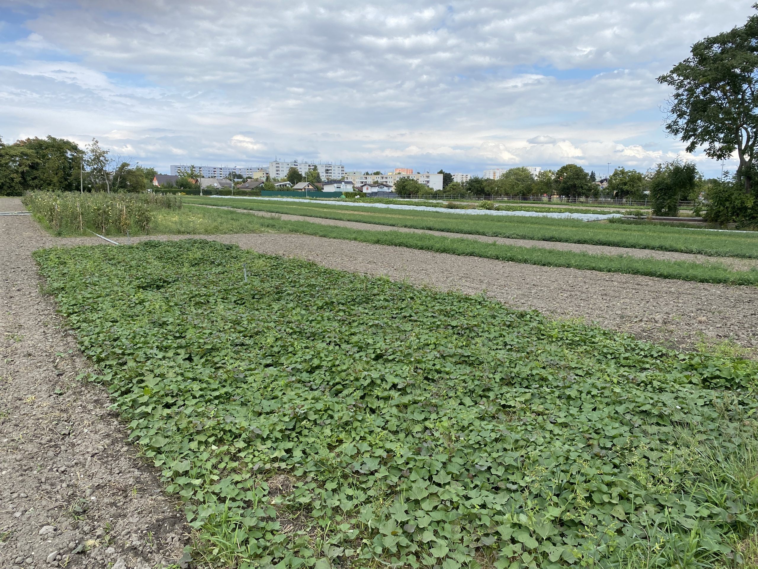 Impressionen aus der Donaustadt: Wohl nicht das erste Bild, das einem beim Gedanken an Wien in den Kopf kommt.
