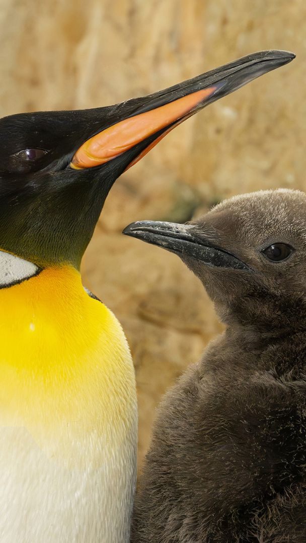 Im Wiener Tiergarten Schönbrunn sind zwei Königspinguin-Küken geschlüpft.