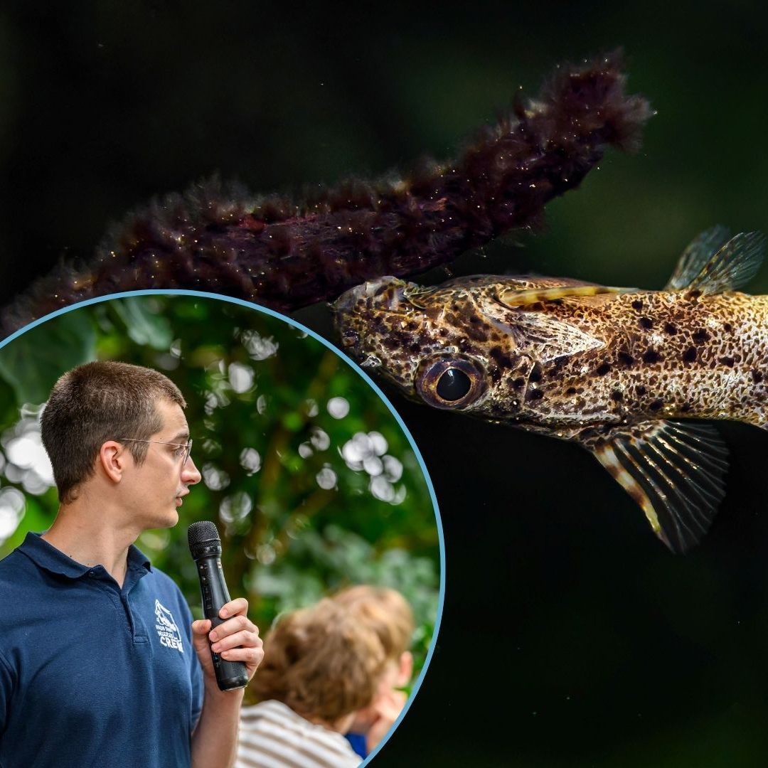 Das Format gibt es seit August.