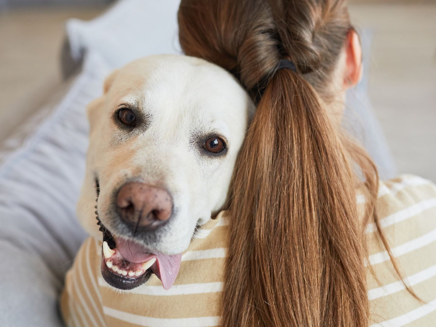 Hunde-riechen-unsere-Angst-aber-reagieren-individuell