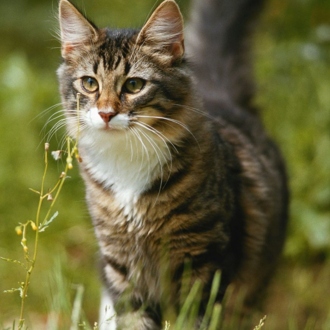 Schon wieder wurde eine Katze angeschossen.