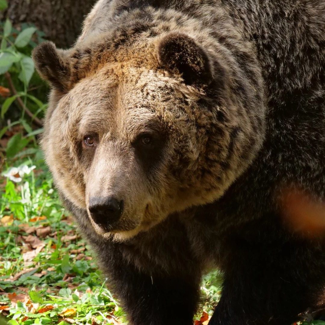 Große Trauer um Bär "Mark" im Bärenwald Arbesbach.