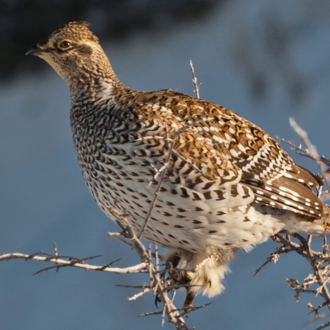 BirdLife Österreich fordert einen Jagdstopp auf Wachteln.
