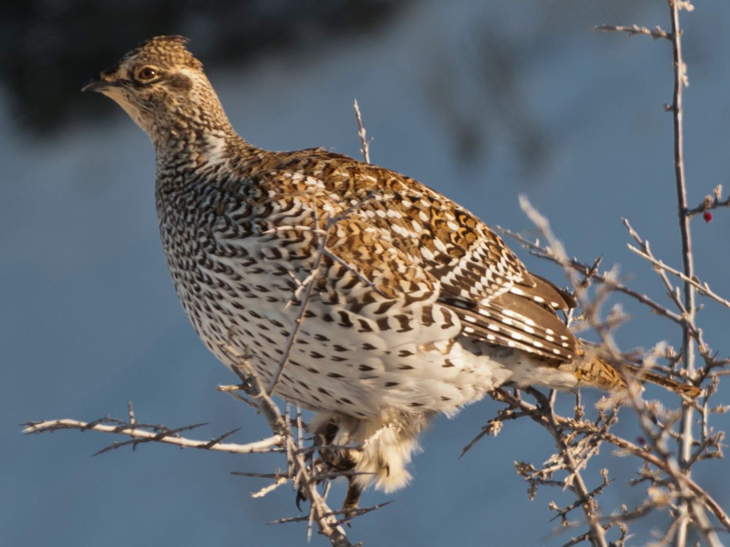 BirdLife Österreich fordert einen Jagdstopp auf Wachteln. BirdLife Österreich fordert einen Jagdstopp auf Wachteln.