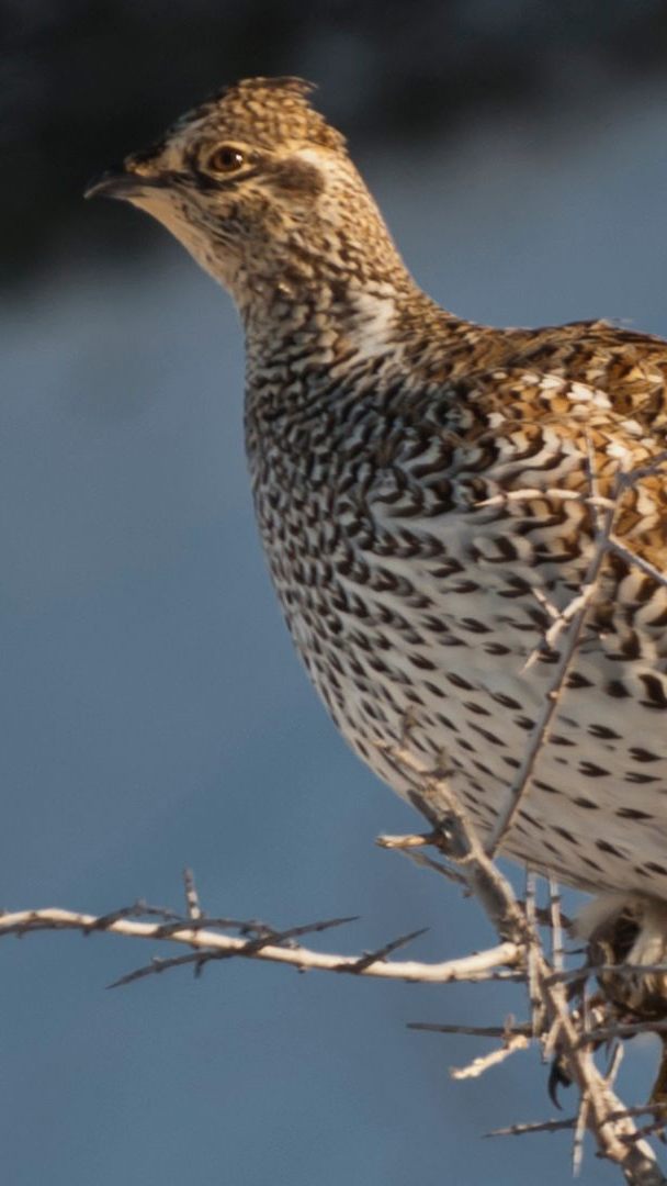 BirdLife Österreich fordert einen Jagdstopp auf Wachteln.
