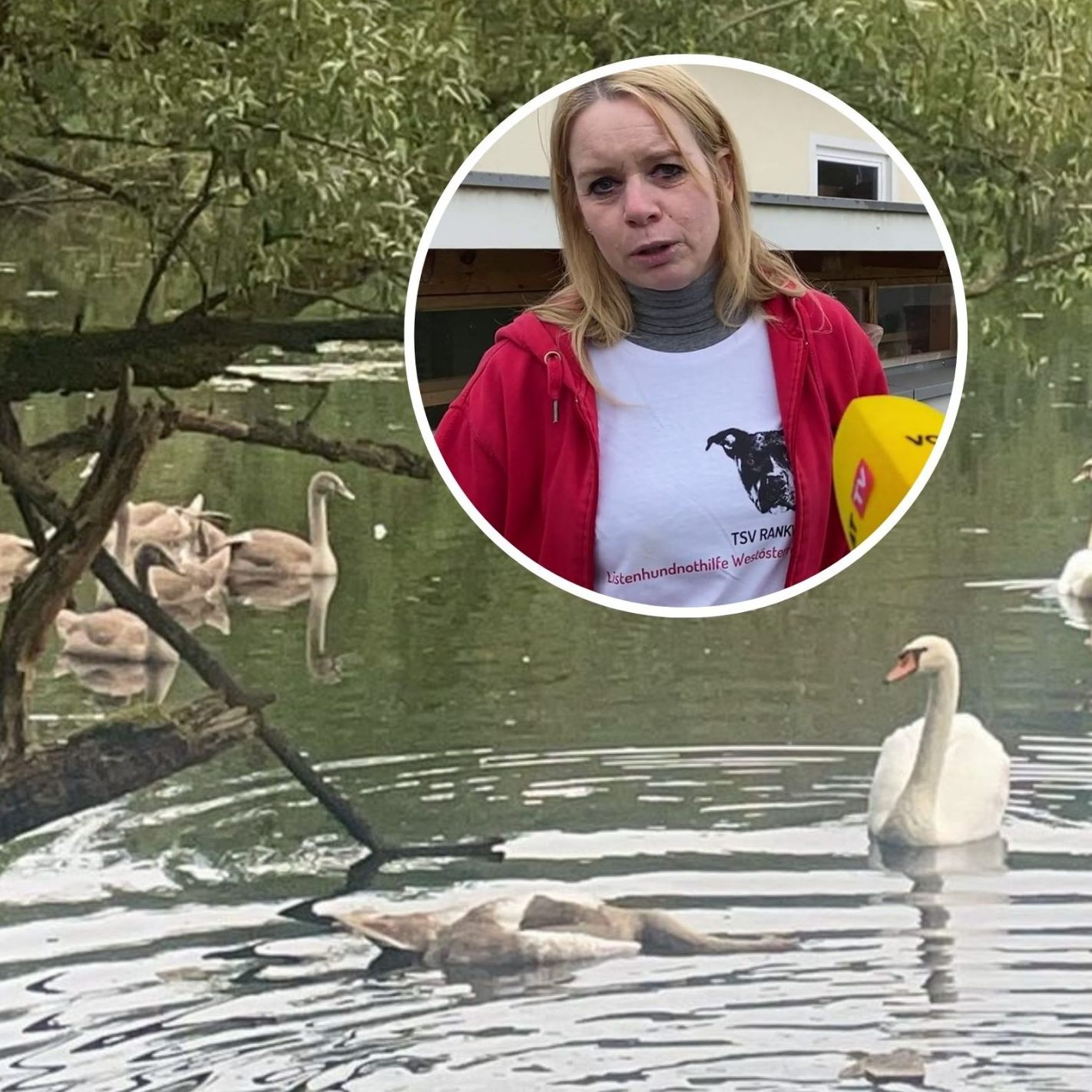 Michaela Bonmassar und der Tierschutzverein Rankweil prangern den Abschuss eines Jungschwans an.