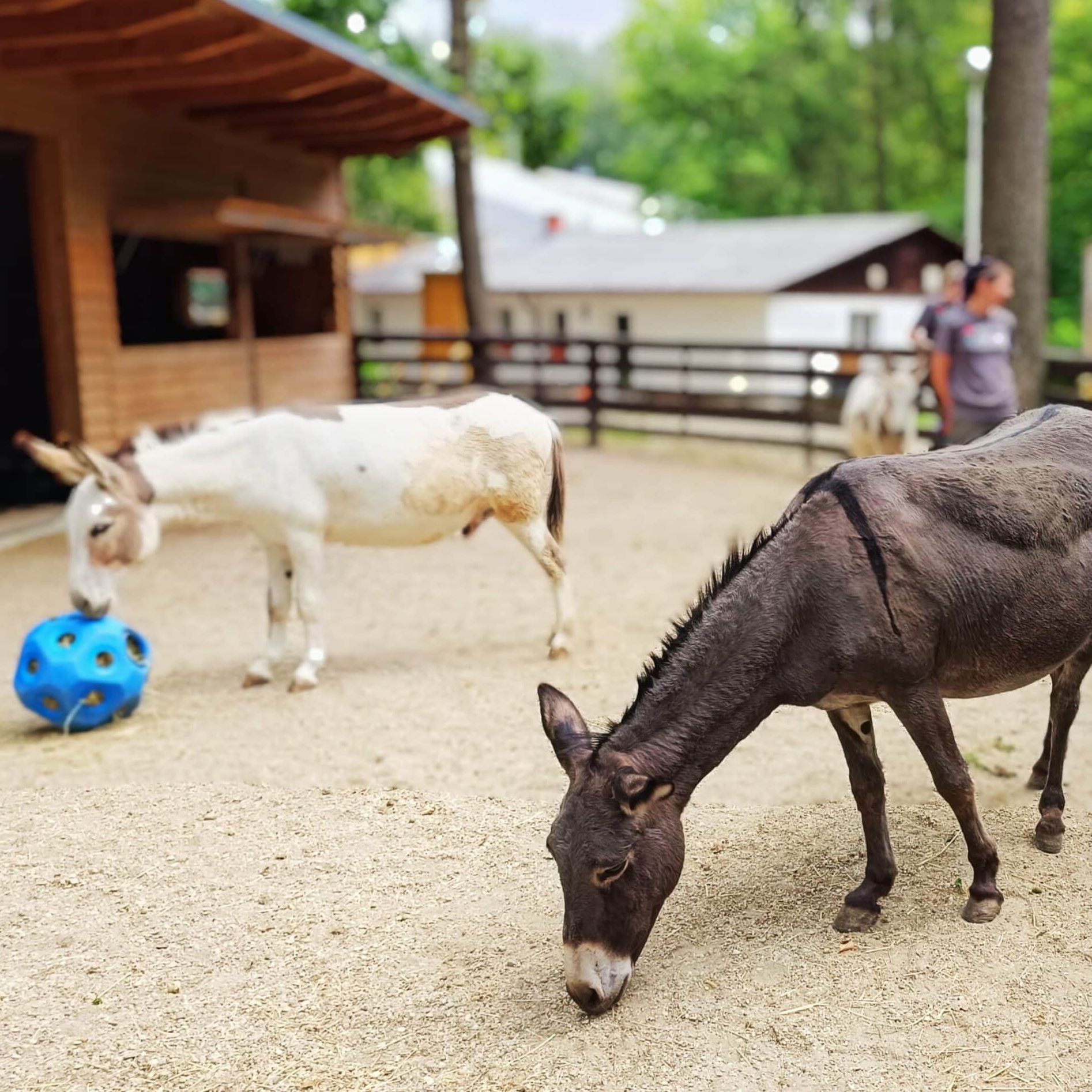 Der Tag der offenen Tür am Assisi-Hof in Stockerau findet am 4. Oktober statt.