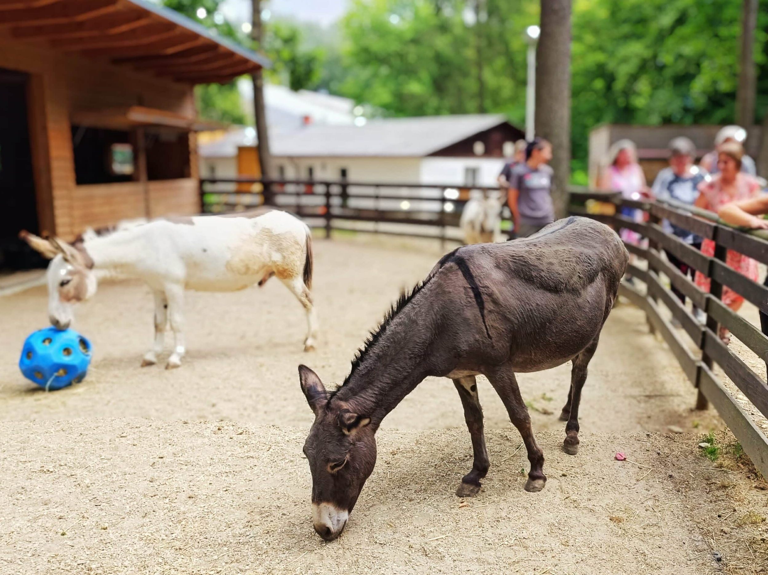 Der Tag der offenen Tür am Assisi-Hof in Stockerau findet am 4. Oktober statt.