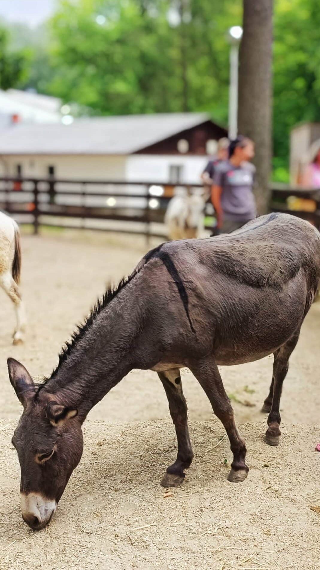 Der Tag der offenen Tür am Assisi-Hof in Stockerau findet am 4. Oktober statt.