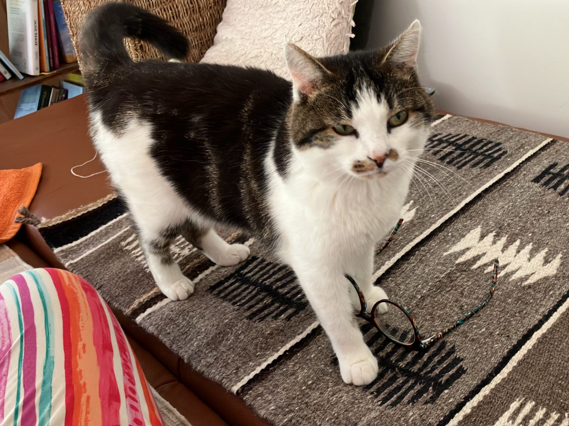 Katze-Missy-vermisst