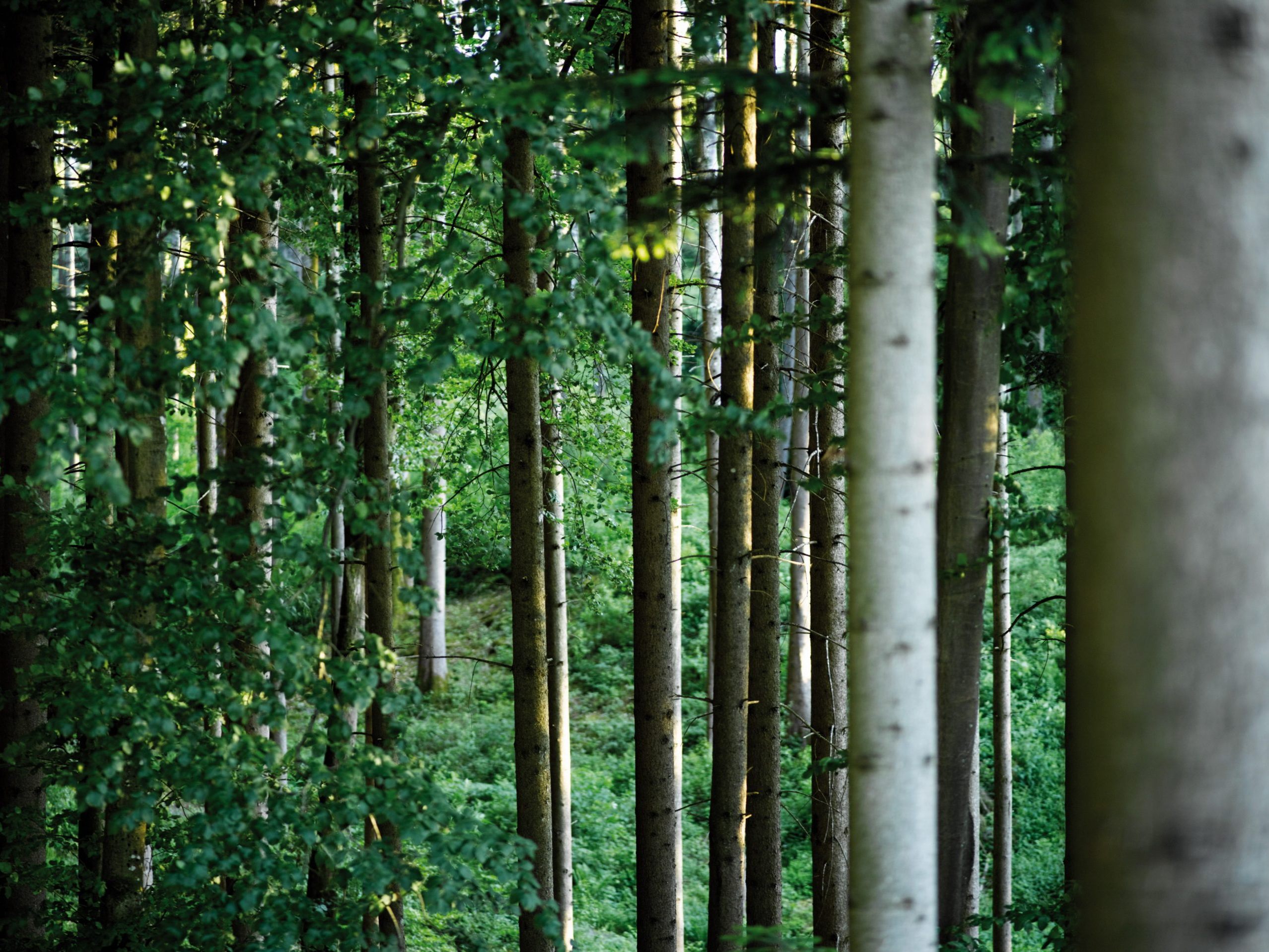Waldbegehung-klimafitter-Wald