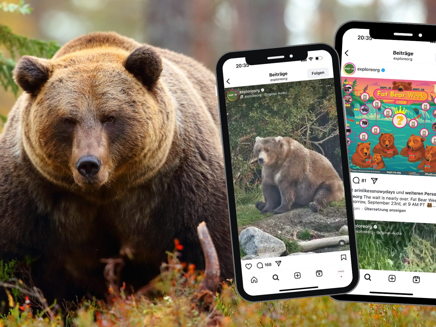 Tragödie, Titelkampf und Klimakrise – Fat Bear Week sorgt für Emotionen