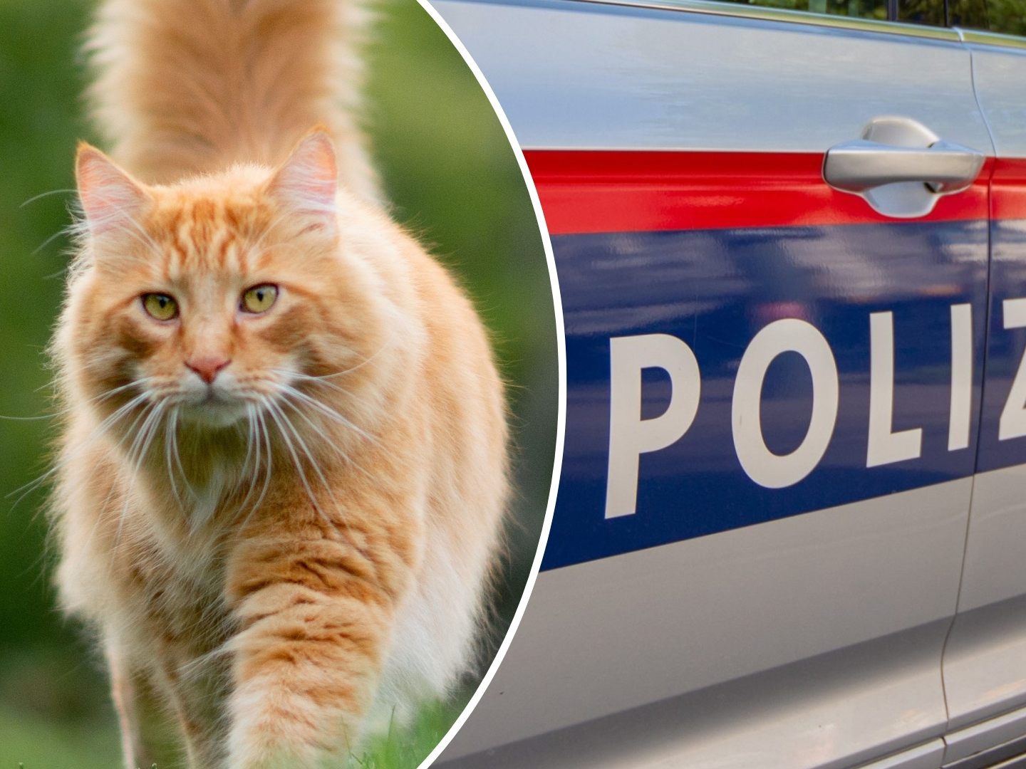 Polizei ermittelt weiter, Tierrechtsorganisation PETA setzt Belohnung aus.