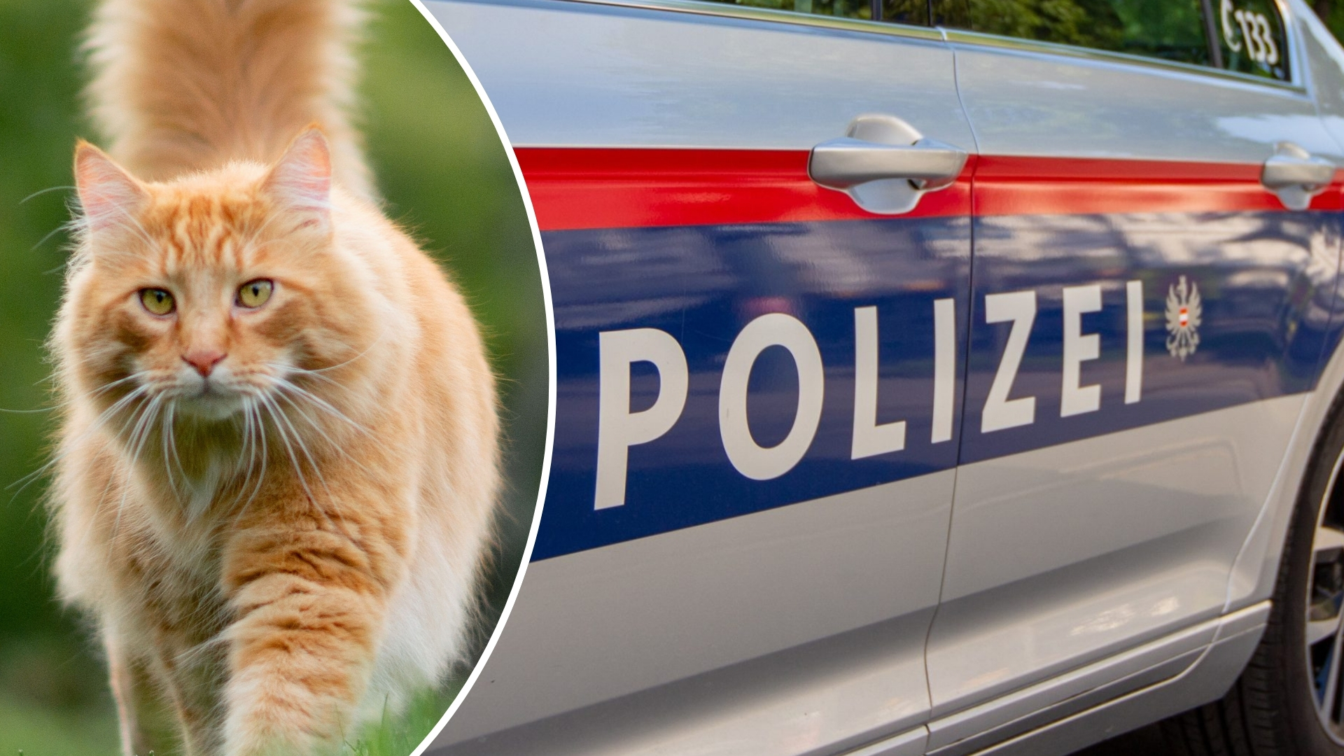 Kopflose Katze: Polizei ermittelt weiter, PETA setzt Belohnung für Hinweise aus