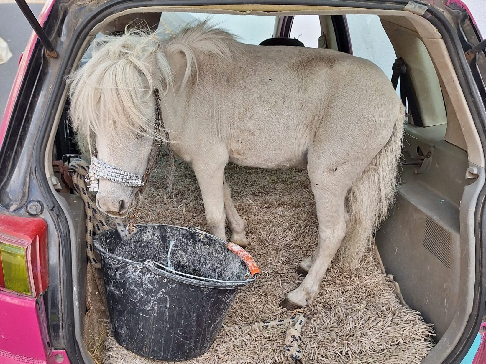 Frau transportiert Pony im Kofferraum – Polizei stoppt pinkes Auto bei Aachen Frau transportiert Pony im Kofferraum – Polizei stoppt pinkes Auto bei Aachen