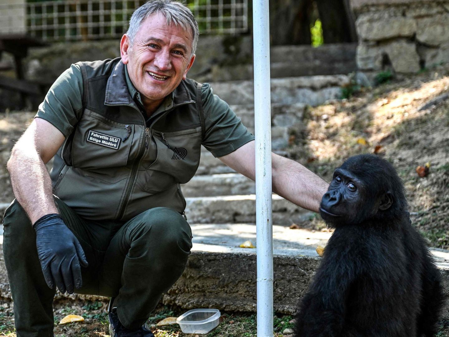Zehn Monate nach seiner Rettung wird Gorilla Zeytin aus dem Polonezköy-Zoo in Istanbul nach Nigeria zurückgebracht.