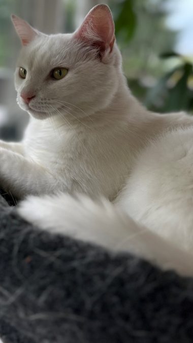 VERMISST: Schneeweiß und zutraulich